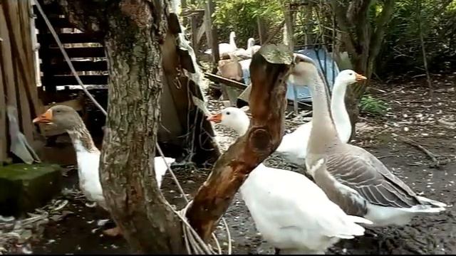 Мои домашние гуси. смотреть онлайн