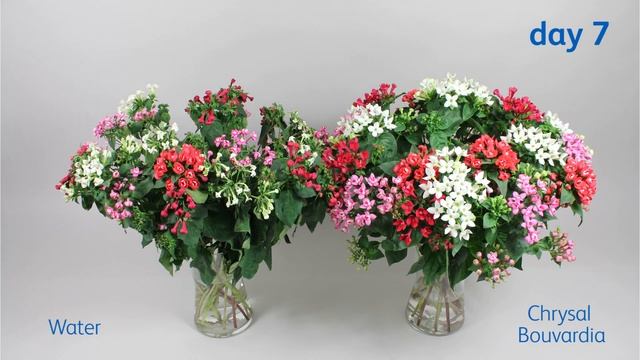 The effect of Chrysal Bouvardia flower food смотреть онлайн