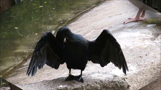 Пеликаны, баклан, чёрные лебеди 27.09.2020 смотреть онлайн