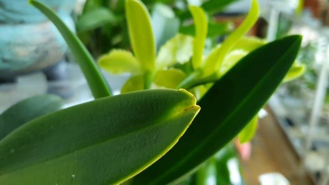 Cattleya guttata var. alba. Описание и уход. смотреть онлайн