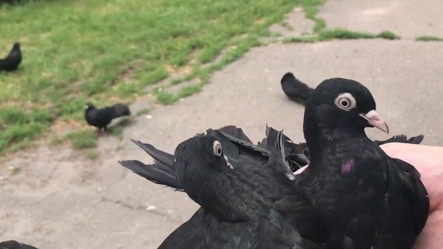 Голуби Гапонова Юрия. Обзор деточек 05.07.21.