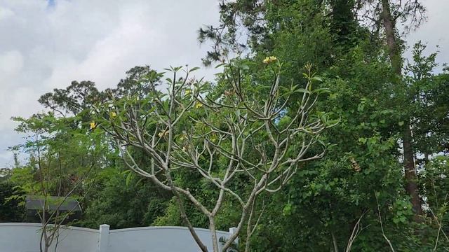 My Plumeria are Abundant with Blooms смотреть онлайн