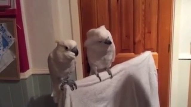 Да потанцуй же со мной, детка! смотреть онлайн