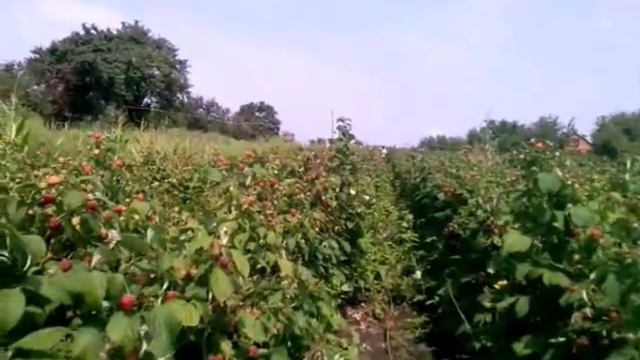 Ремонтантный сорт малины 