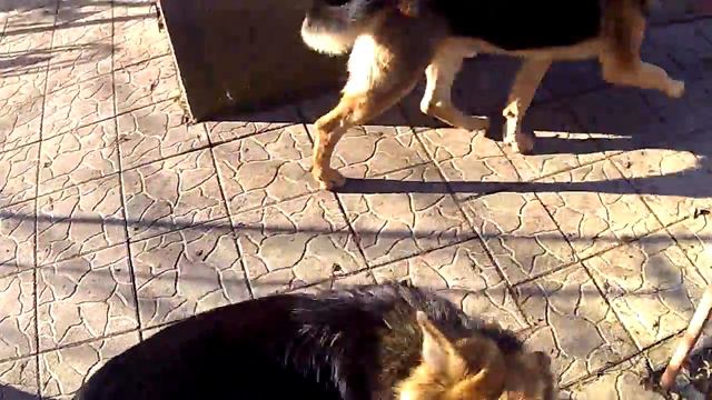 как обстоят дела на пасеке 10.12.17г. смотреть онлайн