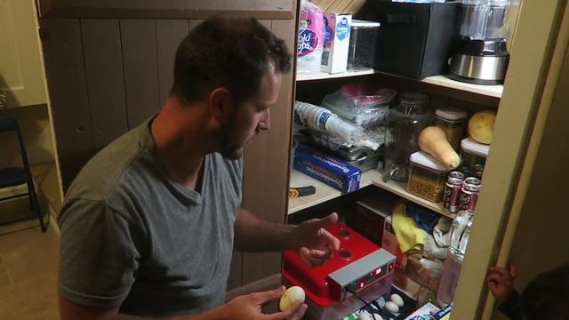 Incubating Duck Eggs from START TO FINISH | Rite Farm 3600 Incubator смотреть онлайн