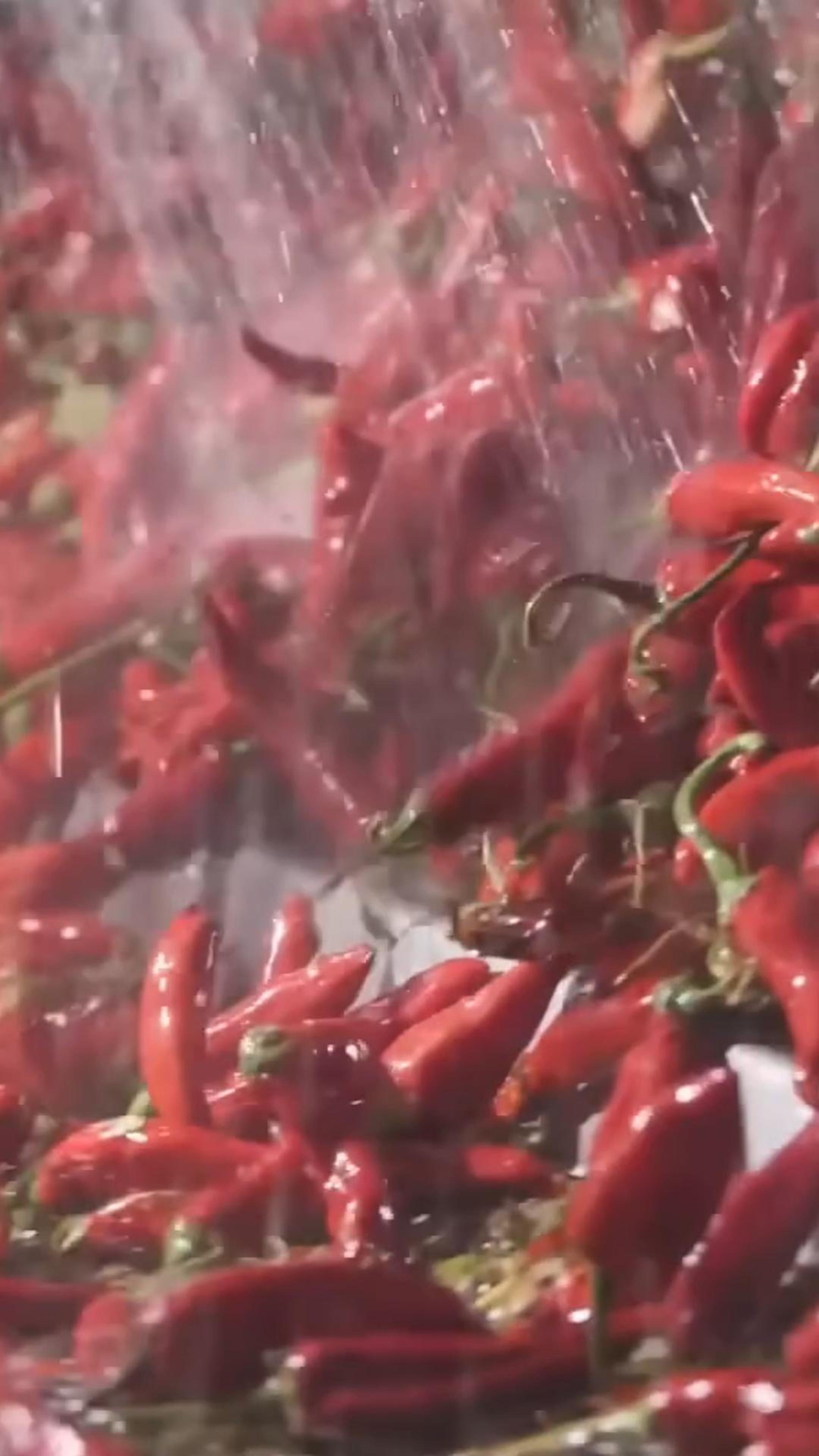 производство порошка и перца чили #перец #чили #shorts смотреть онлайн