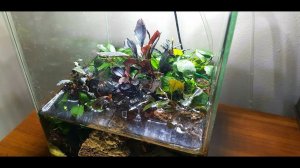 Палюдариум из буцефаландр