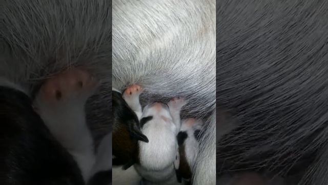 Фоксики отжимают молоко, им 6 дней смотреть онлайн