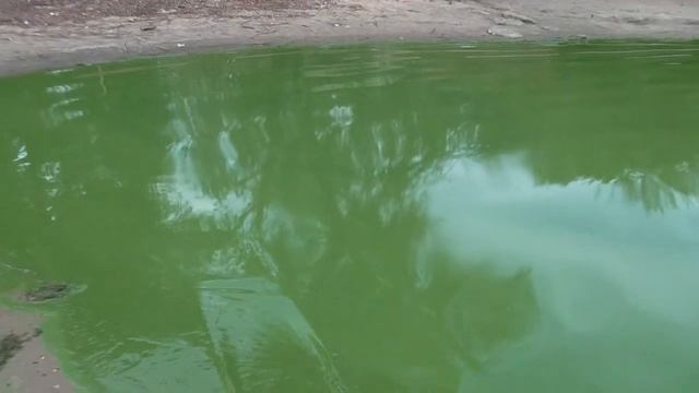 В Саратове река Волга превратилась в "Тархун". смотреть онлайн