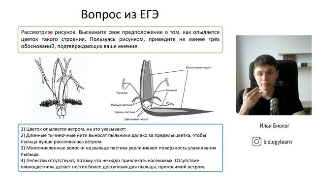 Покрытосеменные растения на ЕГЭ по биологии | Ботаника | ЕГЭ 2023 | Илья Биолог | Топскул смотреть онлайн