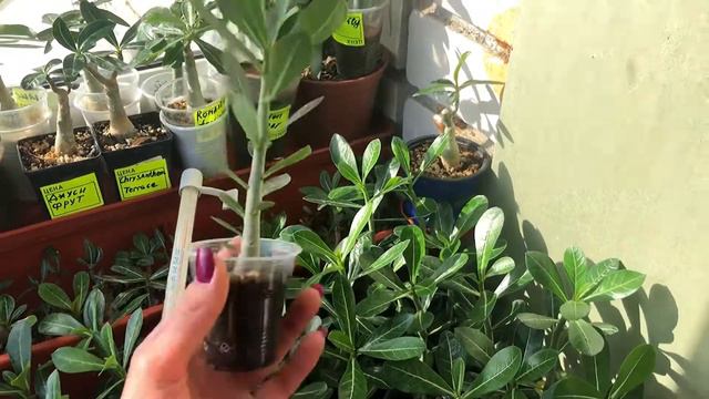 Адениум. Обзор сеянцев смотреть онлайн