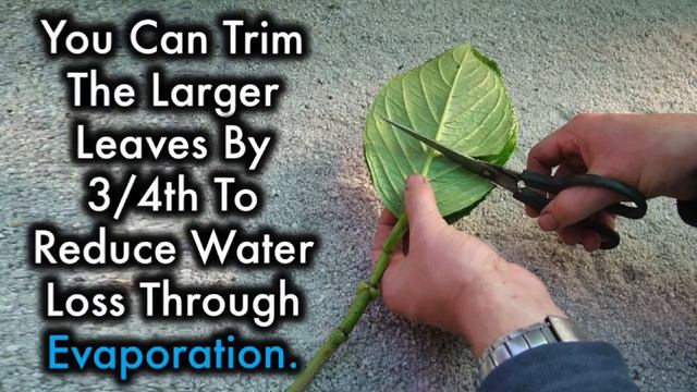 Plants You Can Grow From Cuttings and Leaves That gives excellent Results смотреть онлайн