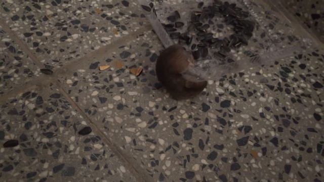 Мышь попалась на клей смотреть онлайн