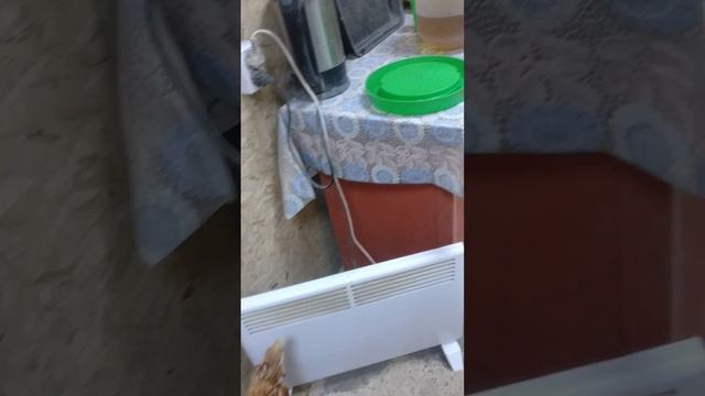 Витаминный напиток для курочек. смотреть онлайн