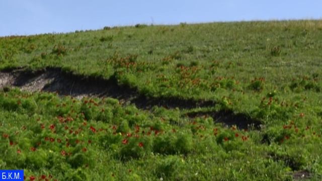 Цветение диких пионов в Ульяновской области смотреть онлайн
