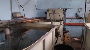 ВЫРАЩИВАНИЕ ФОРЕЛИ в УЗВ. УЖЕ 9 МЕСЯЦЕВ.