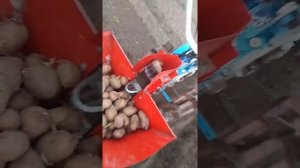 Посадка картофеля мотоблоком с сажалкой.