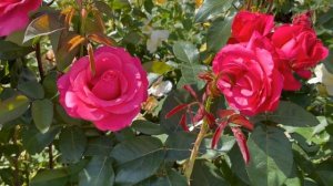 Роза  Барон Эдмон де Ротшильд. Мощная и ароматная. Питомник ? и ? Е. Иващенко