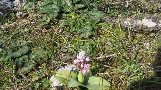 Orchis lactea / Ορχιδέα η γαλακτόχρους - http://floraattica. смотреть онлайн