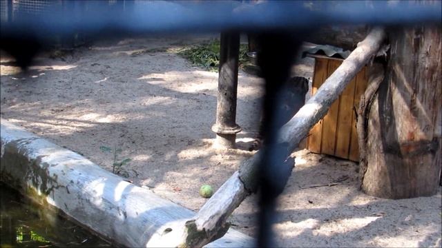 Виверровые коты ловят рыбу 06.09.18 смотреть онлайн