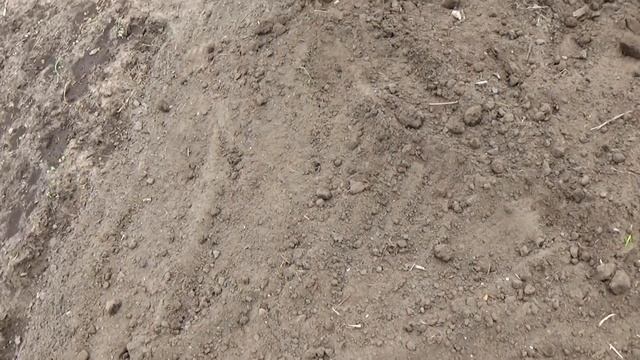 Как мы сеем столовую свеклу: лучше и надежнее! смотреть онлайн