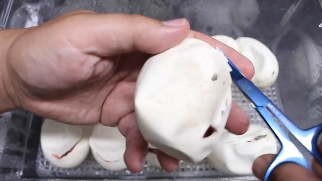 007 x Magpie Batik Blood Python Clutch! смотреть онлайн