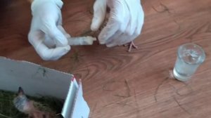 Кормление птенцов голубя. Стала временно голубиной мамой.