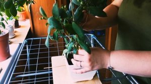 Комнатные растения. Как выпрямить фикус. Фикус диверсифолия.  #обзор#комнатныерастения