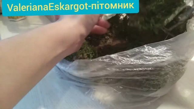 Розпаковка караколусів| Дякую за 25 підписників) смотреть онлайн