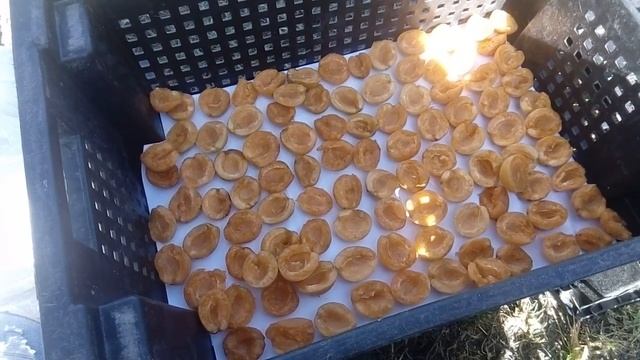 Сушим абрикосы на зиму/как сушить абрикосы смотреть онлайн