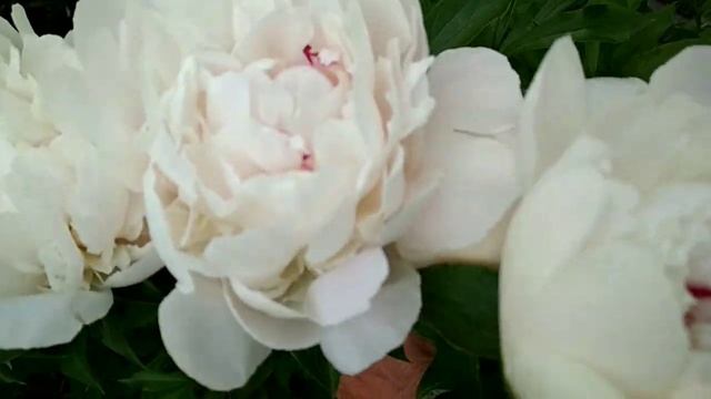 Пионы.Этчет Салмон.Лорелей.Фестива Максима. смотреть онлайн