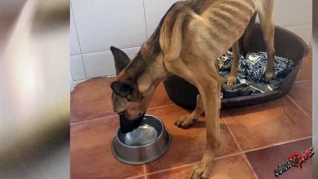 ОН глазами просил о помощи! Он хотел жить! Шансов почти не было, но потом случилось ЭТО! смотреть онлайн