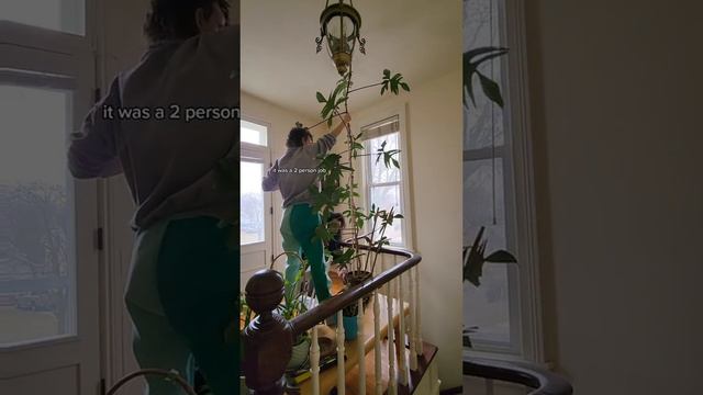 moving my GIANT philodendron florida green...a few feet over 😂 смотреть онлайн