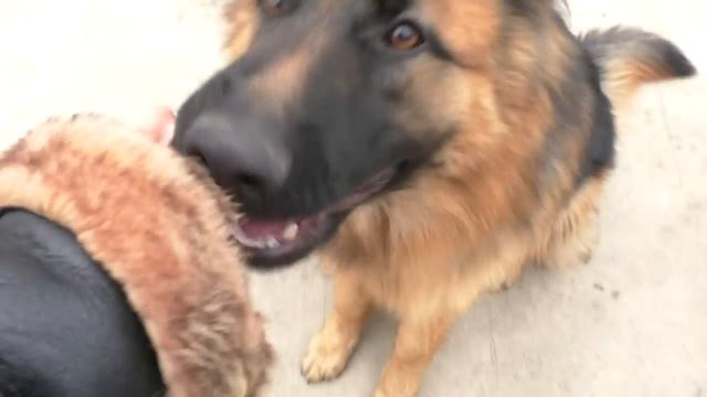 КОБЕЛЬ Немецкой Овчарки Крей. MALE Longhair German Shepherd 9 Months.