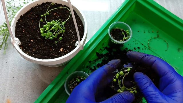 🇺🇦Посадка,,Хрестовника,,🌵буси Роулі ♥️ грунт для нього 👍 смотреть онлайн