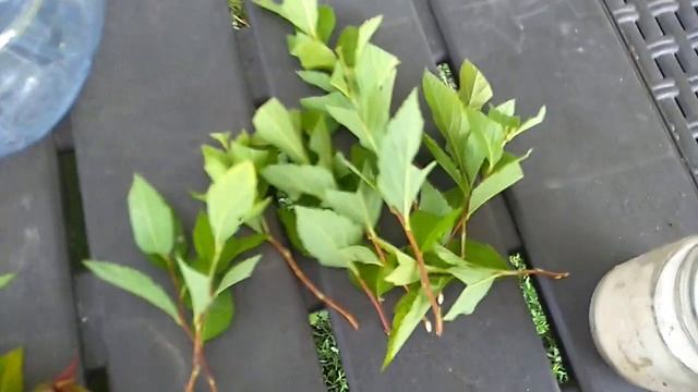 Черенкование Спиреи японской .