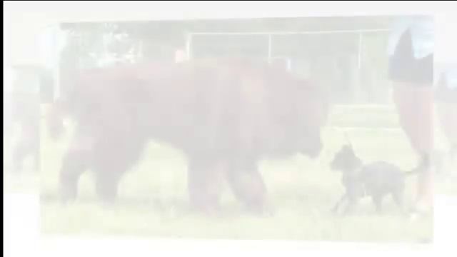 Собаки породы Ньюфаундленд! смотреть онлайн