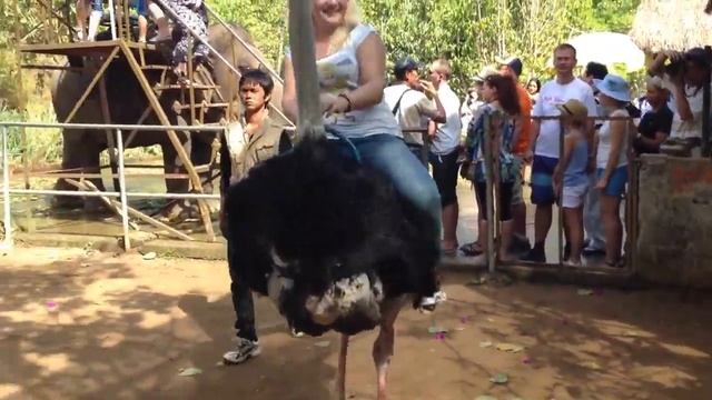 Катание на страусе , ездовые страусы смотреть онлайн