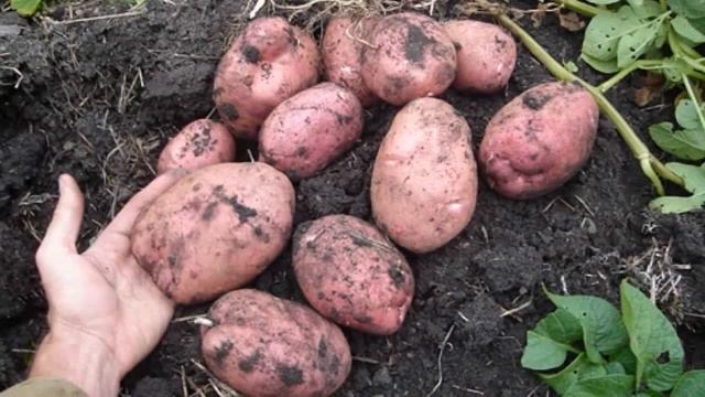 Картофель Беллароза Вкусовые Качества Отзывы