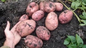 Картофель Беллароза Вкусовые Качества Отзывы