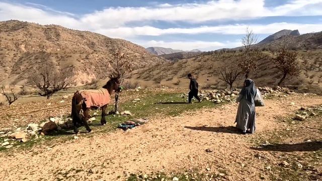 Taming Wild Mule🐎🐎 And Cooking Vegetable Food🥗🥗. Nomadic Family