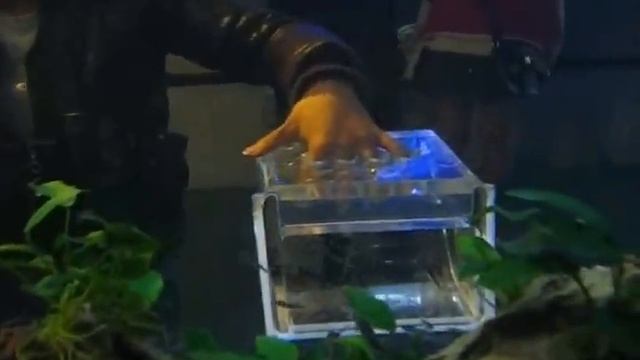 Dr. Fish, рыбный маникюр, 63 City, Сеул смотреть онлайн