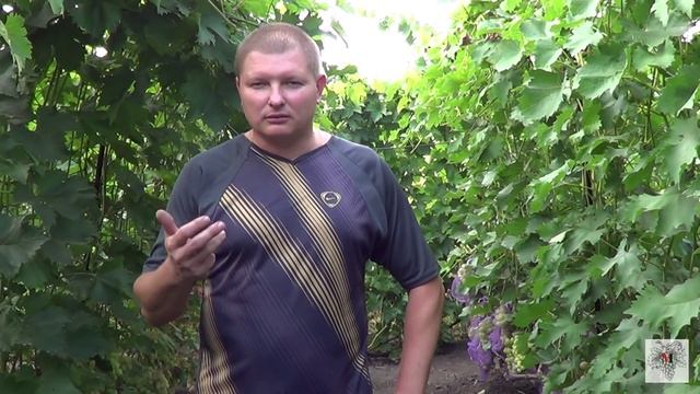 Как правильно выбрать продавца саженцев винограда. Виноград 2015. смотреть онлайн
