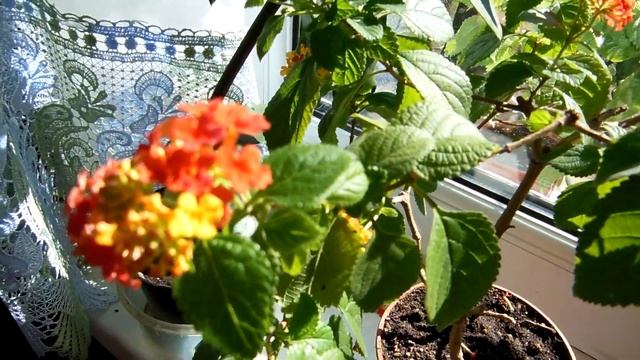 Брунфельсия экзотическая.. Маленький обзорчик цветущих растений. смотреть онлайн