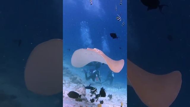 ? Подводный мир, Индийский океан смотреть онлайн