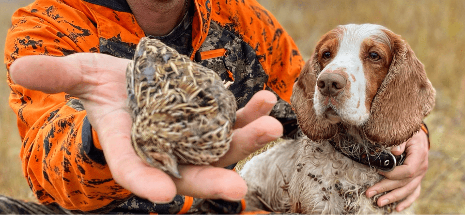 ОХОТА НА ПЕРЕПЕЛА С ДРАТХААРОМ И СПАНИЭЛЕМ. Охота в Самарской области смотреть онлайн