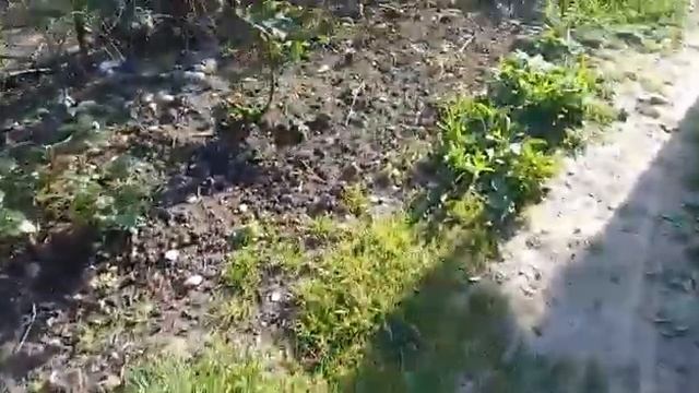 Собака и пшено смотреть онлайн