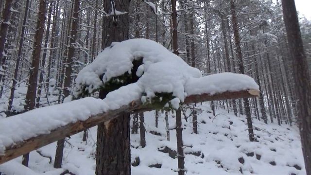 НА ИЗБУ С НОЧЕВКОЙ / Охота на куницу капканами / Куница / Бобр смотреть онлайн
