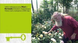 Какие сорта роз посадить  Проверены на Урале